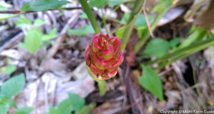 ginger flower Zingiber Officinale