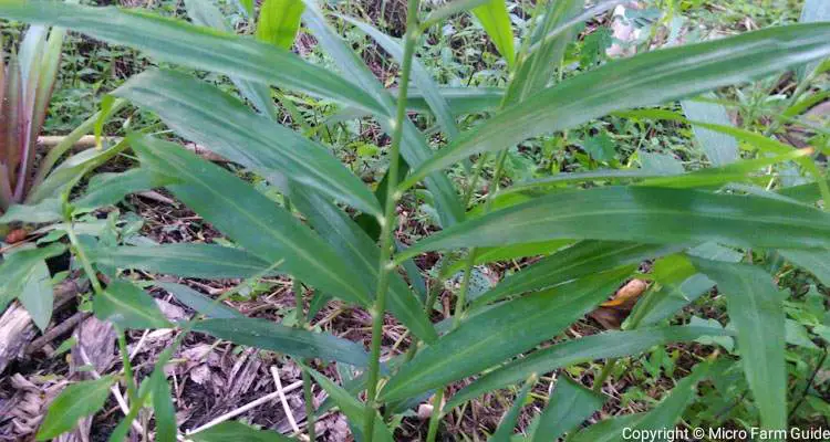 ginger leaves