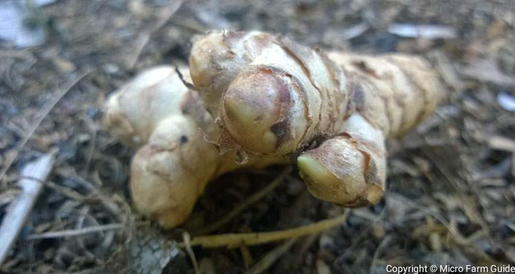 ginger rhizome with buds or growing points