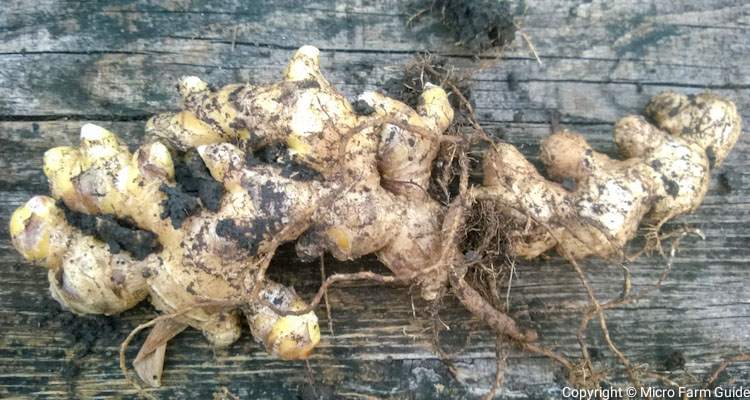 ginger rhizome with roots attached