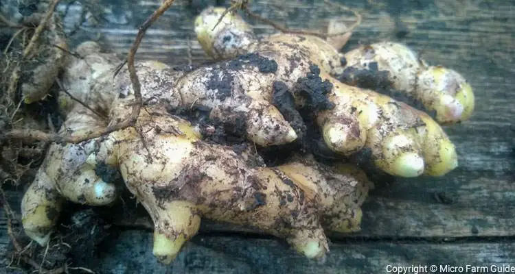 ginger rhizomes with several buds growing points