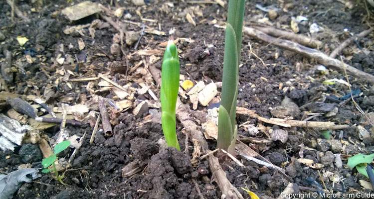 ginger shoots emerging from underground