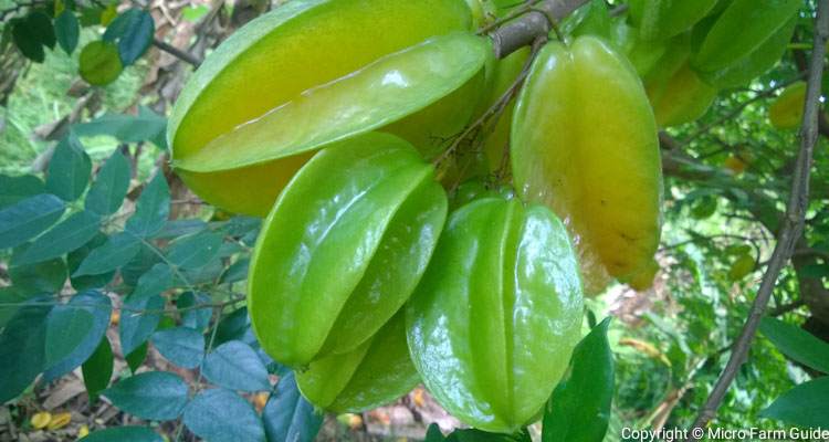 green and ripe star fruit on tree