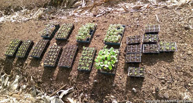 hardening off seedlings on garden bed