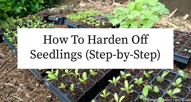 how to harden off seedlings step by step