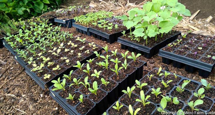 how to hardening off seedlings for planting