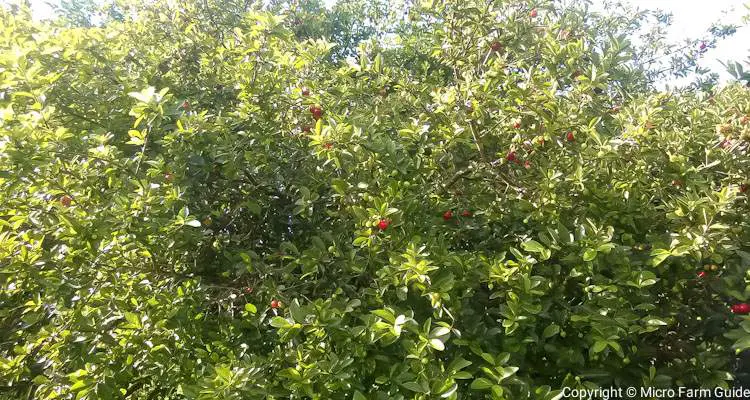 large barbados cherry tree