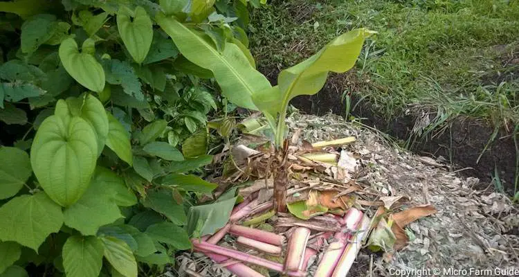 newly transplanted banana plant with mulch