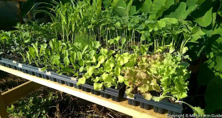 overgrown seedlings on hardening off table