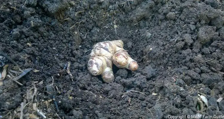 planting ginger rhizome in hole