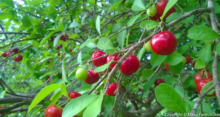 ripe and green acerola cherries on tree