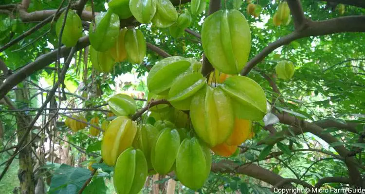 ripe and green carambola on tree