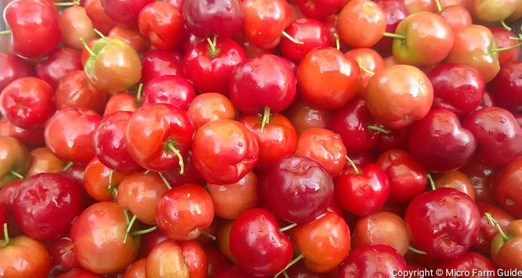 ripe barbados cherries acerola