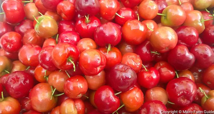 ripe barbados cherries acerola