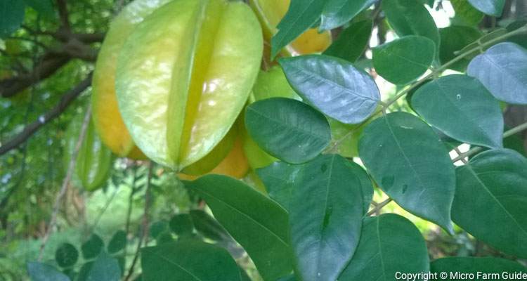 star fruit and leaves