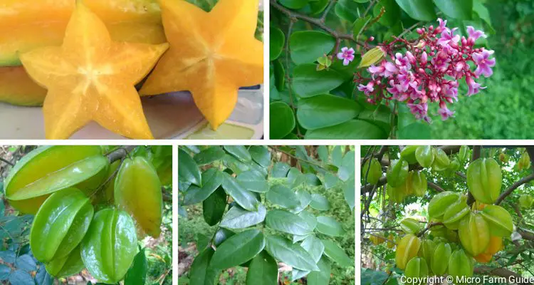 star fruit carmabola leaves flowers fruits on tree