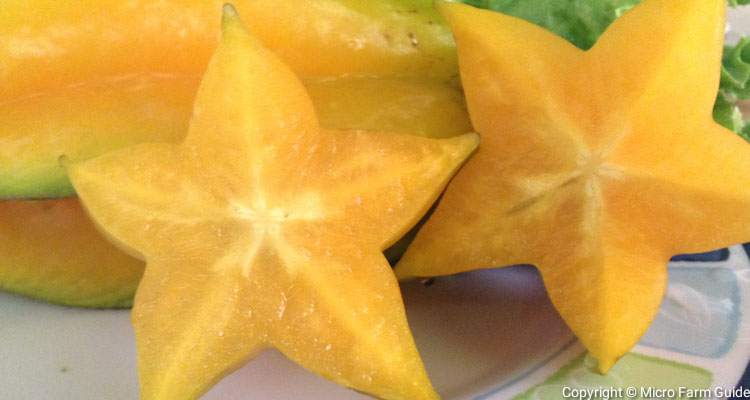 star shaped carambola fruit