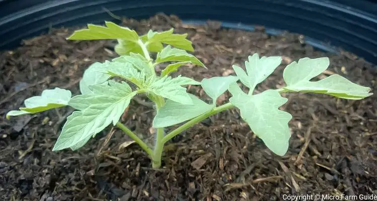 tomato seedling in large pot