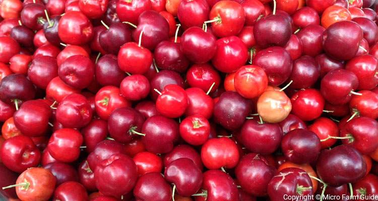 bountiful harvest of ripe west indian cherries