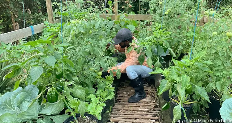 inspecting plants in kitchen garden