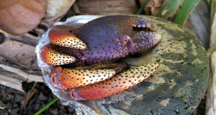 hermit crab in shell garden
