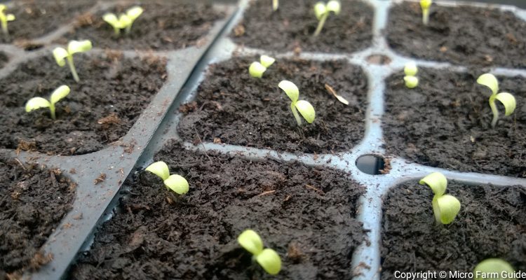 newly germinated lettuce seedlings